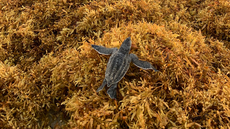 a turtle hatchling on a large pile of brown seaweed