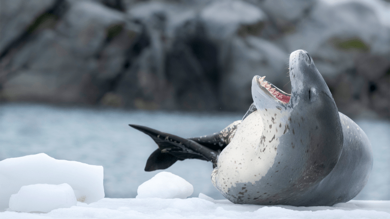 a leopard seal on an ice flow with its mouth open