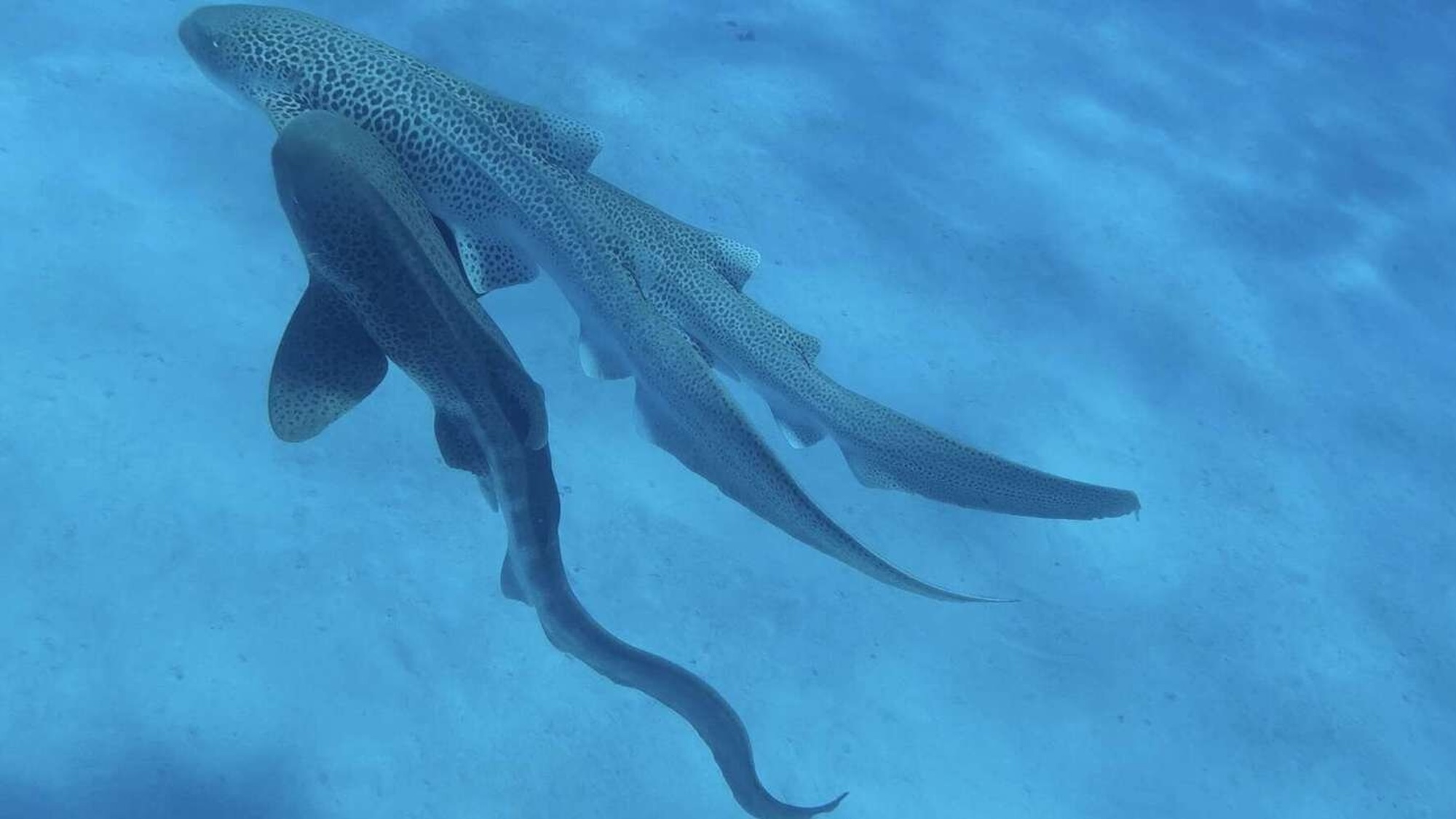 Three leopard sharks mating in water
