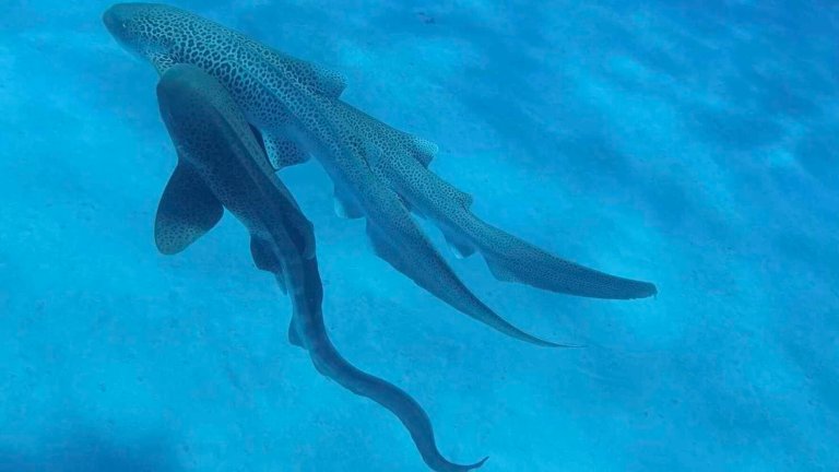 Three leopard sharks mating in water
