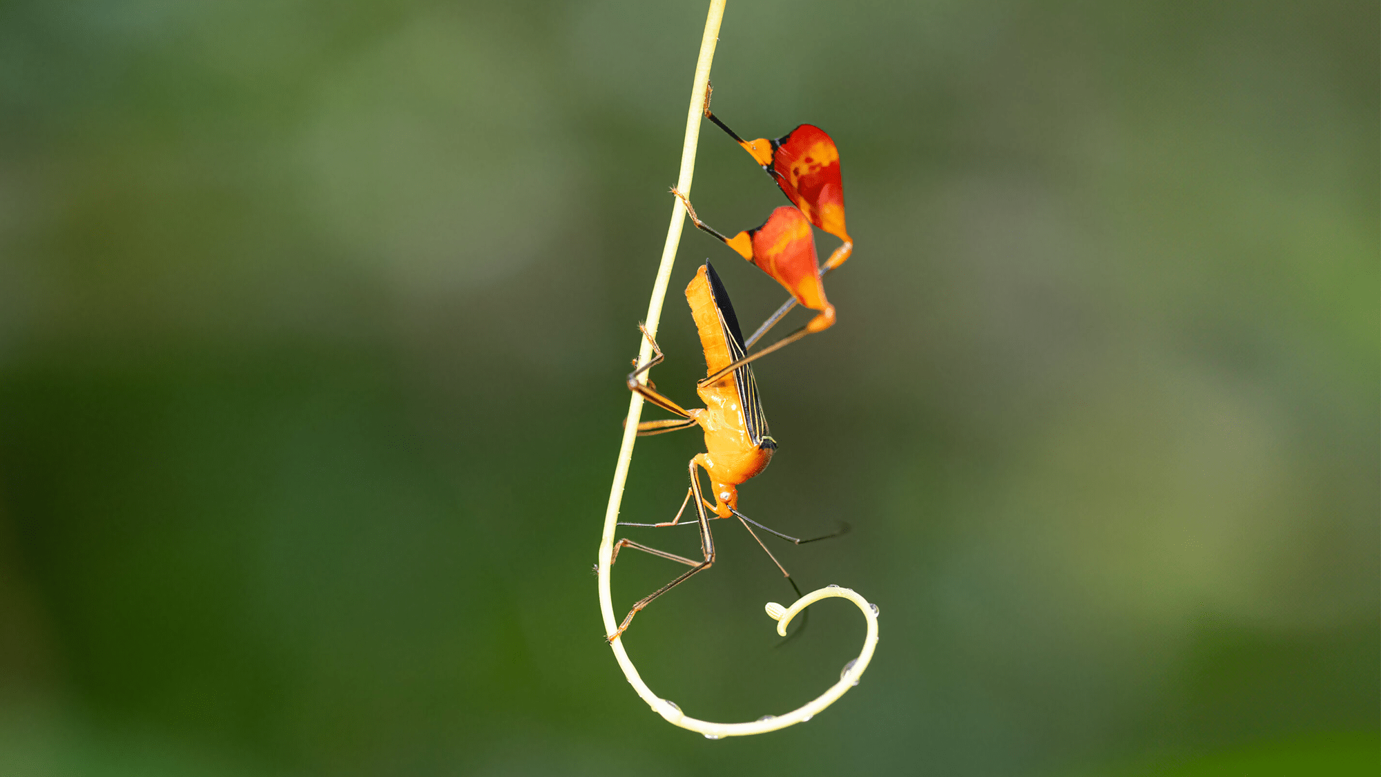 Matador bug and a leaf-footed bug with impressive, large, colorful flags on its hind tibia.