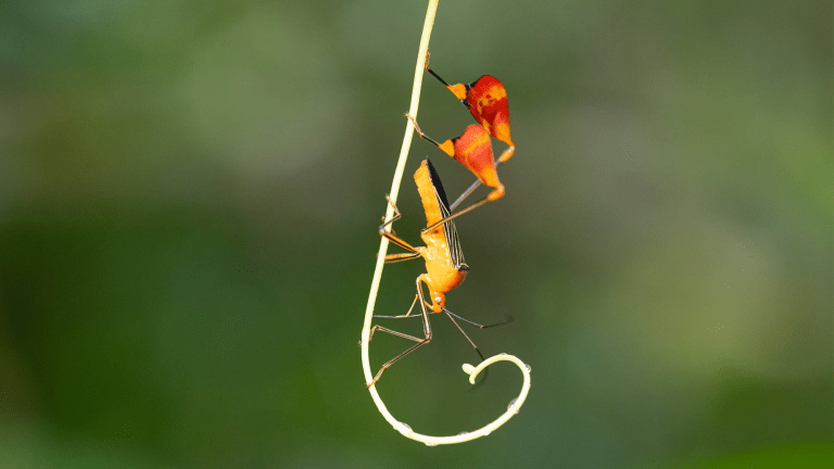 Matador bug and a leaf-footed bug with impressive, large, colorful flags on its hind tibia.