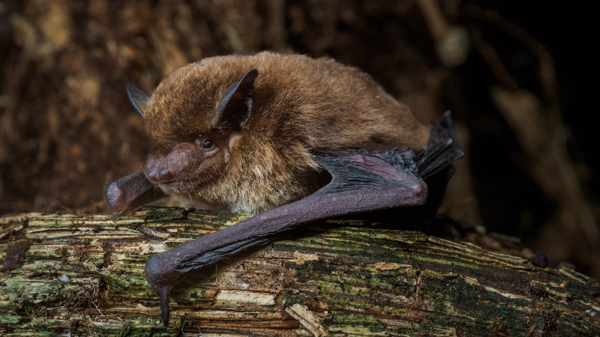 Pippistrellus etula bat on tree branch