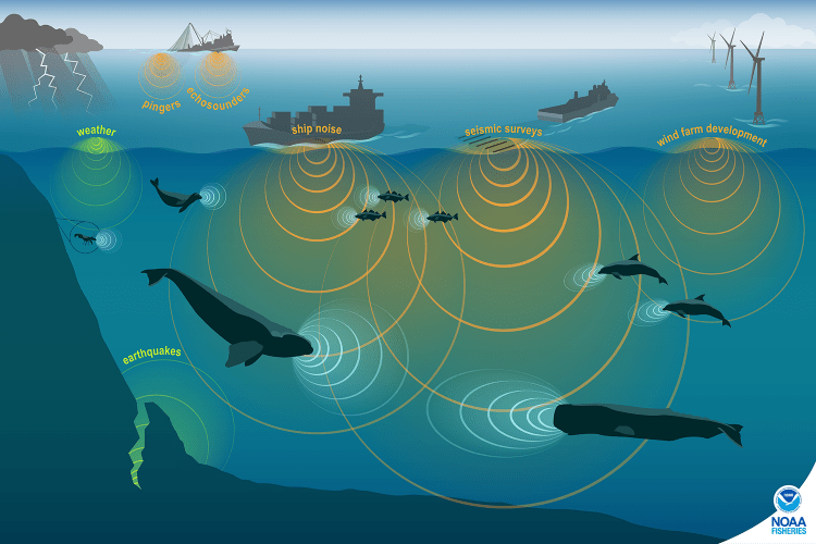 NOAA Fisheries studies marine animals by using a variety of technologies to record underwater ocean sounds. Marine animals live in a noisy habitat with combined noises from humans, nature, and other species. This conceptual illustration shows images of human, marine animal, and environmental sources of sound and approximately proportional sound waves. CREDIT: NOAA Fisheries.