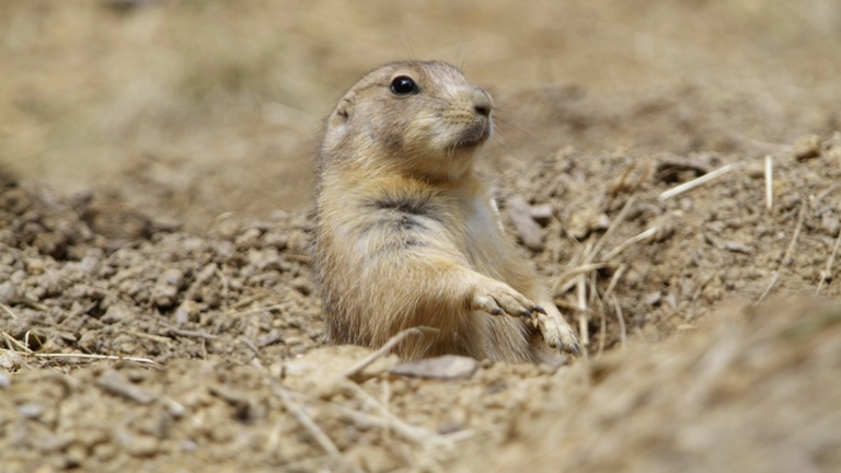 a small, brown prairie dog popping out of a hole
