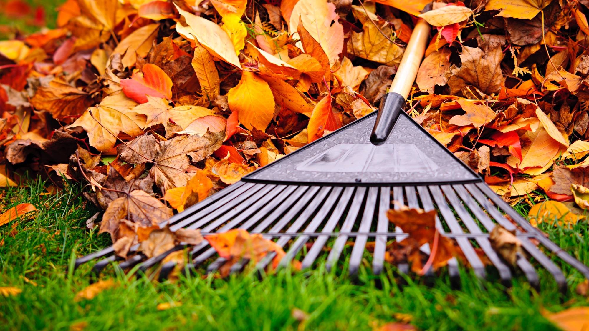 Pile of fall leaves with fan rake on lawn