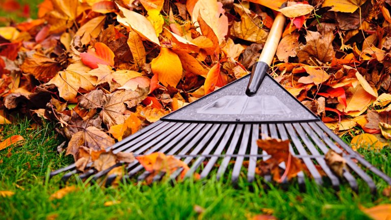 Pile of fall leaves with fan rake on lawn