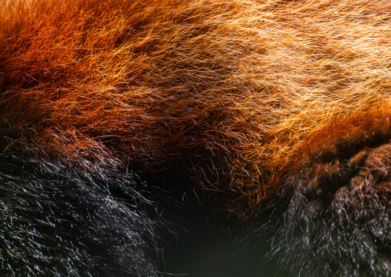 11 adorable photos of red pandas to celebrate International Red Panda ...