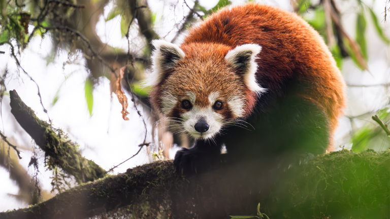 a red panda in a tree