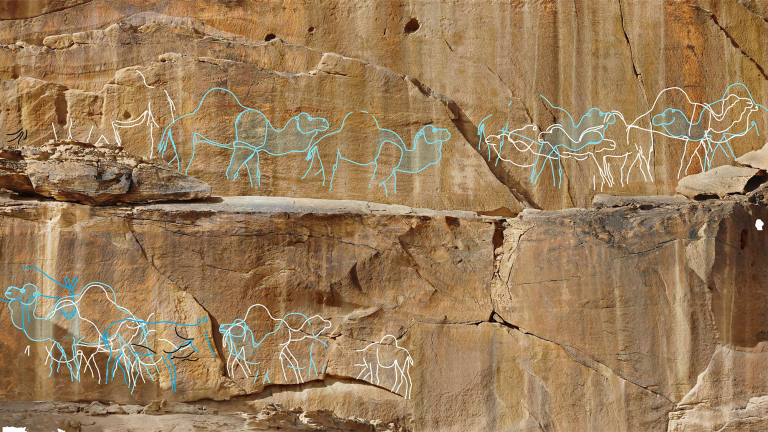 Composite drone photograph of the large panel at Jebel Misma. The engravings are traced to show 19 life-sized camels and 3 equids. Naturalistic animals belonging to the middle phase are traced in white. The more stylized and standardized depictions of the later phase traced in blue. Unidentified lines traced in black.