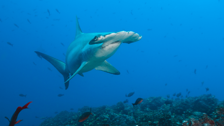a scalloped hammerhead shark swimming in the pacific