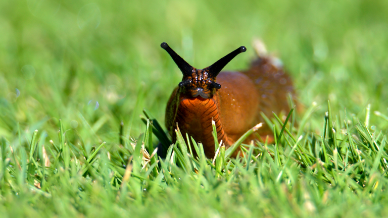a red slug in green grass