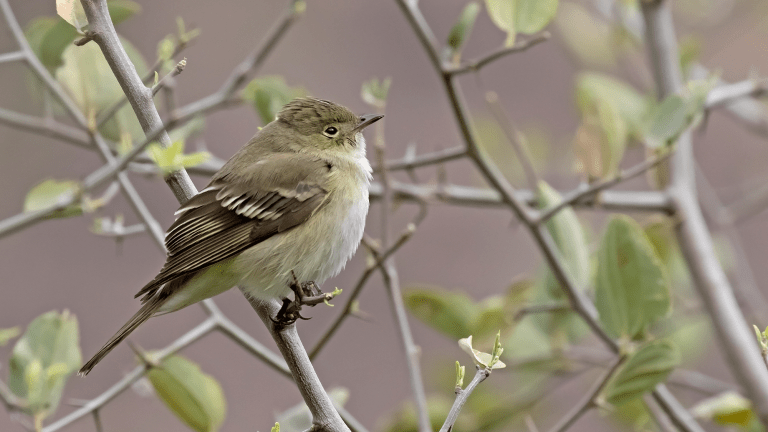 A small-billed elaenia perched on the El Jumeal dam in Argentina