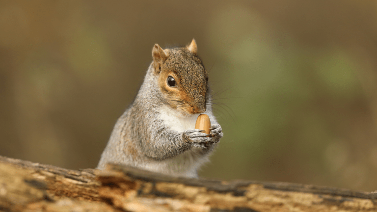 a squirrel holding an acorn while it sits on a logCREDIT: Sandra Standbridge via Getty Images