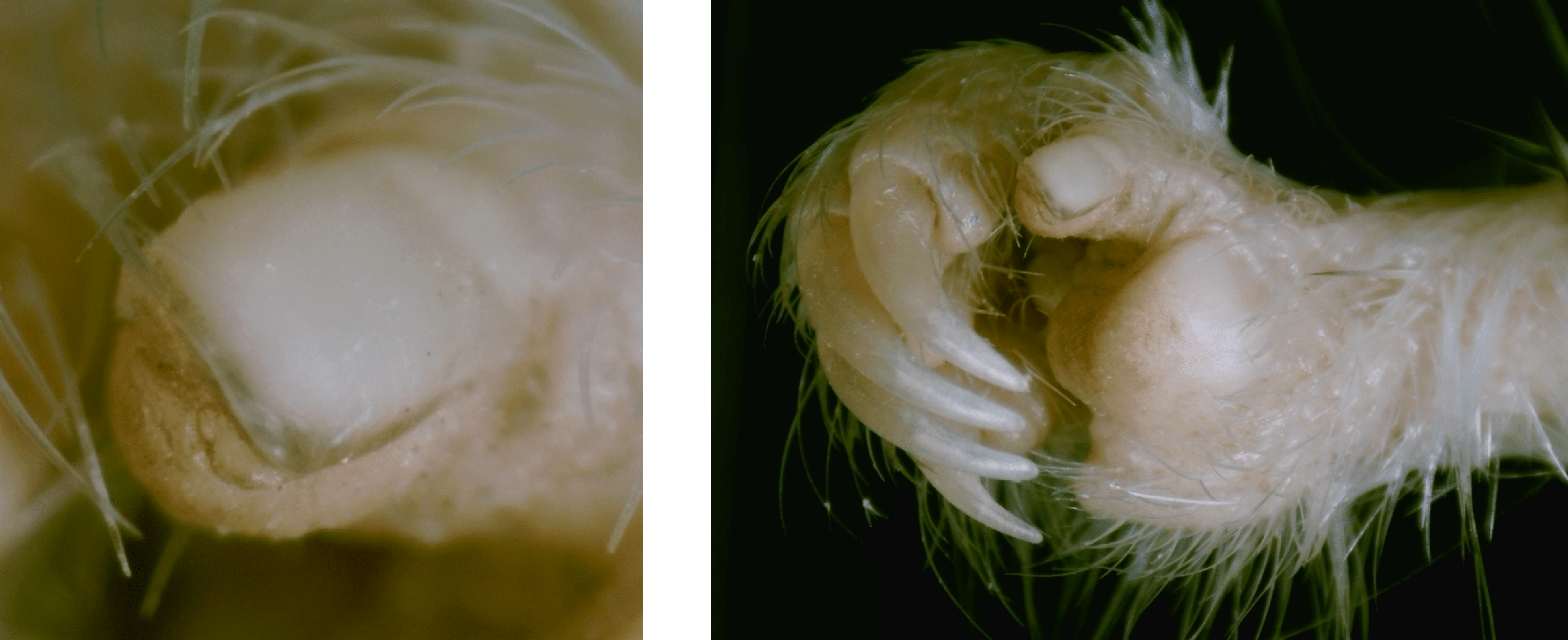 The thumbnail and hand of a kangaroo rat, an example of a rodent with thumbnails that uses its hands to manipulate its food. 