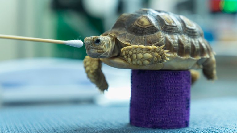 Tortoise in the veterinary examination room.
