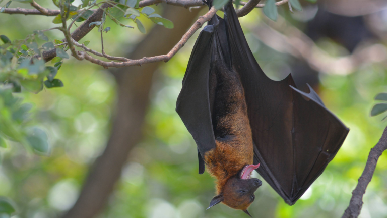 a bat hanging upside down on a tree