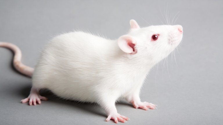 white laboratory rat isolated on grey background