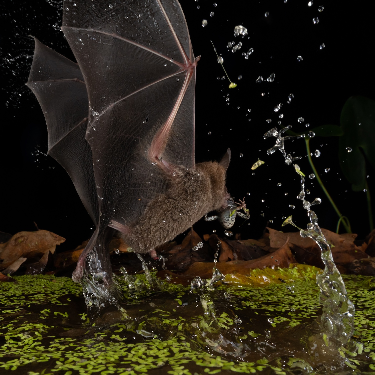 Bat splashing while catching a tungara frog from a pond