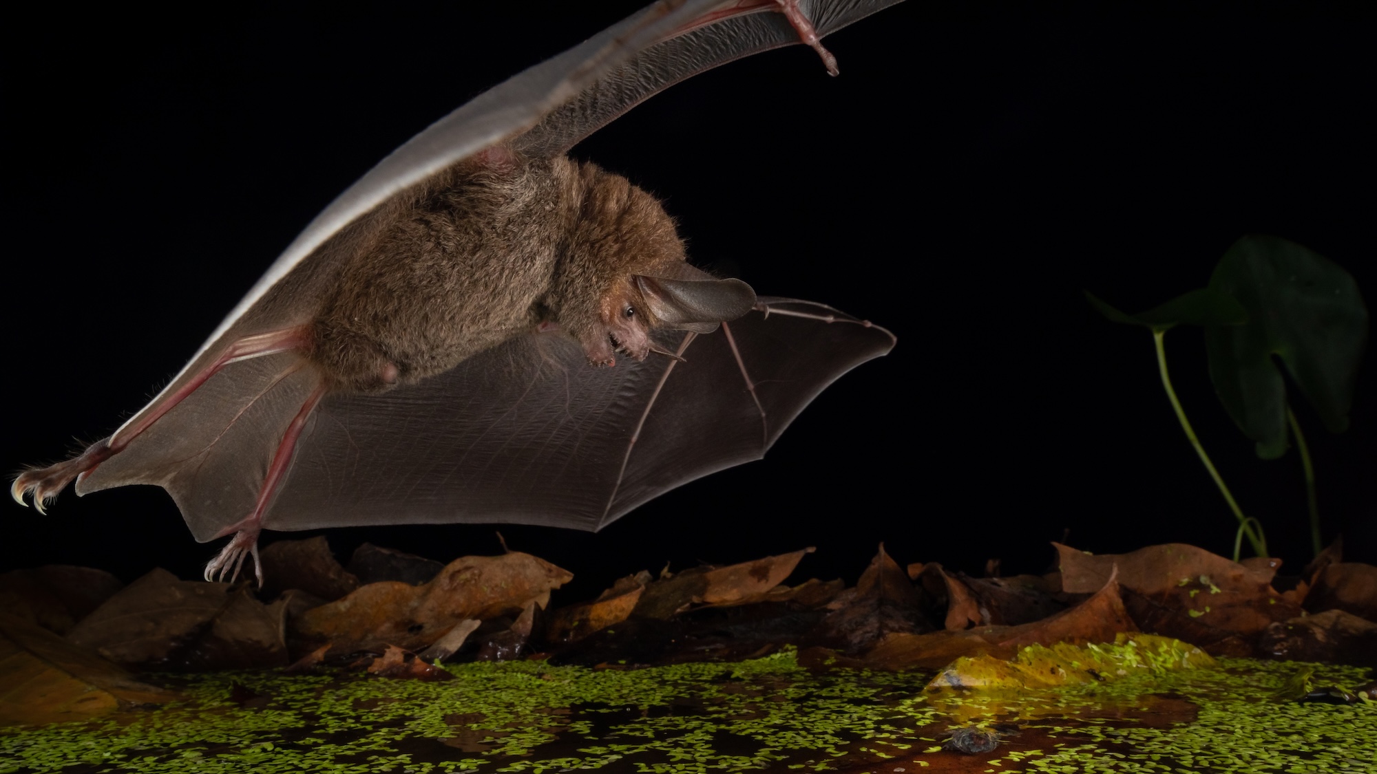 This tiny bat is one of the world’s deadliest hunters