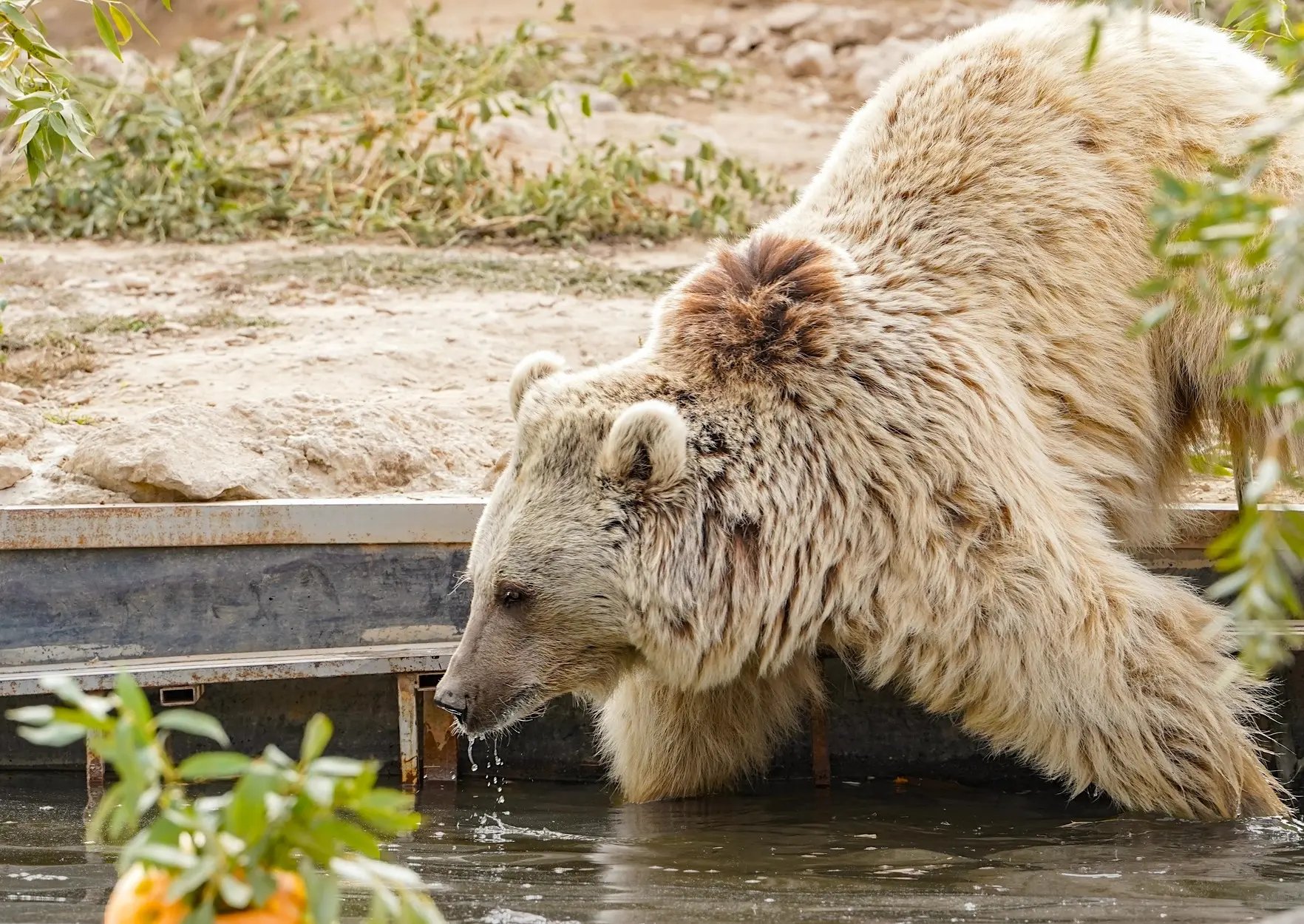 A medium-sized brown bear with light, shaggy fur is leaning down to drink water from a pool or trough. The bear is photographed from the side, with its head low to the water. The surrounding area is dry and dirt-colored with some green foliage.