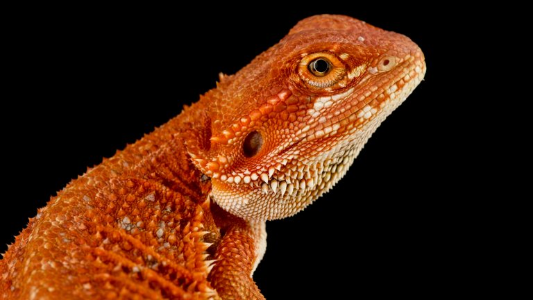 Close up of bearded dragon against black background