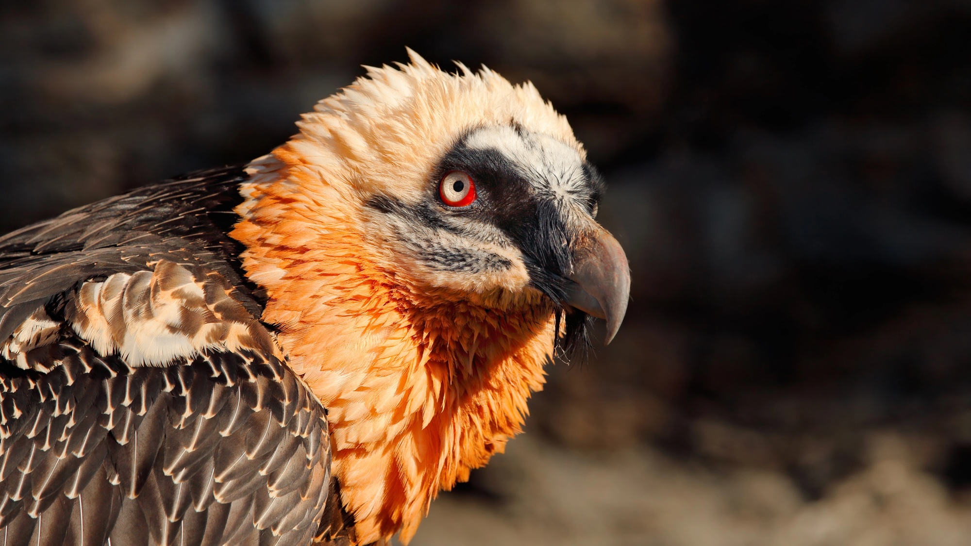 Close up view of bearded vulture