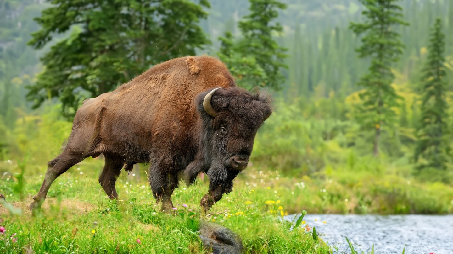 This national park uses helicopters for bison round-up duty | Popular ...