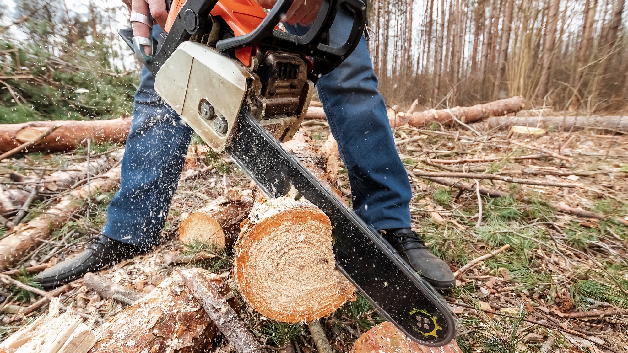 Worker in a protective suit with a chainsaw sawing wood.