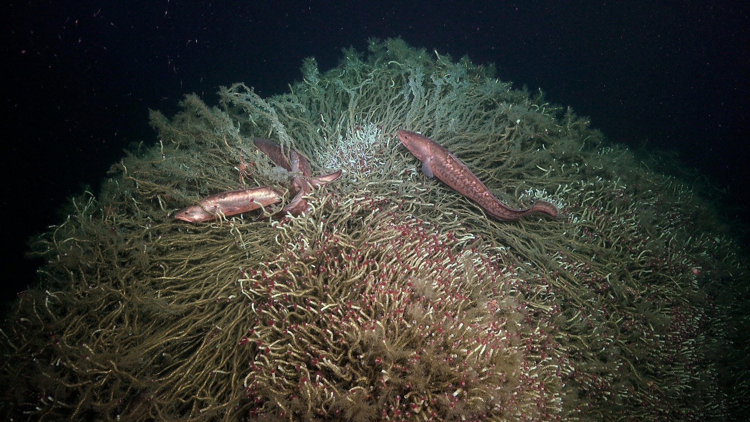 Red cusk-eels embedded in a tubeworm bush at a methane seep off central Chile. Credit: Schmidt Ocean Institute.