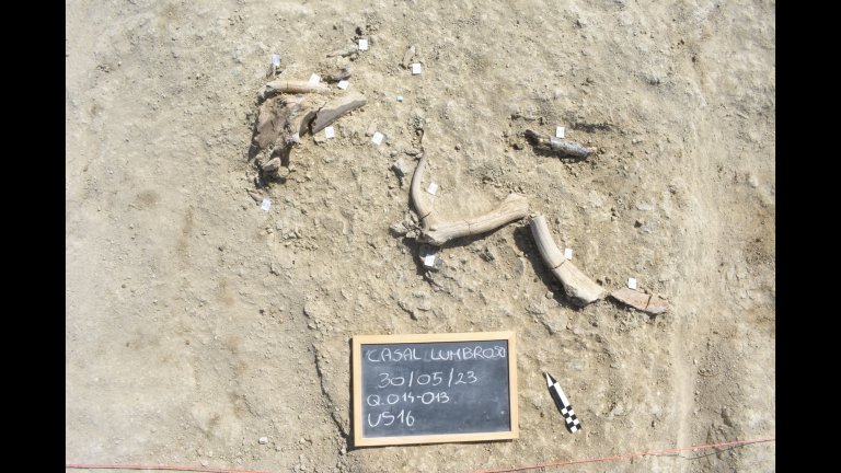 Elephant bones at excavation site next to chalkboard labeling it