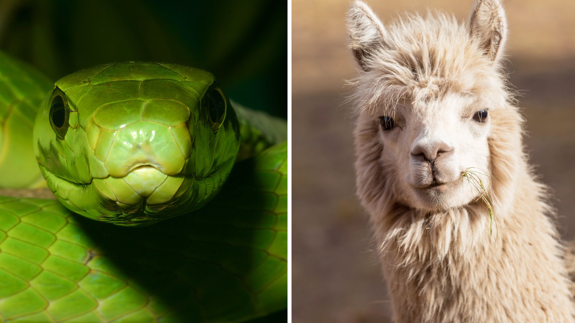 The secret ingredient in a snake antivenom? Llamas.
