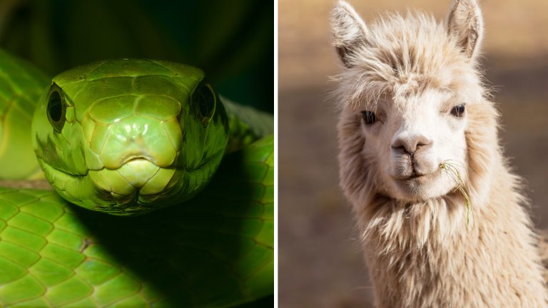 Side-by-side of a coiled green mamba and a white llama