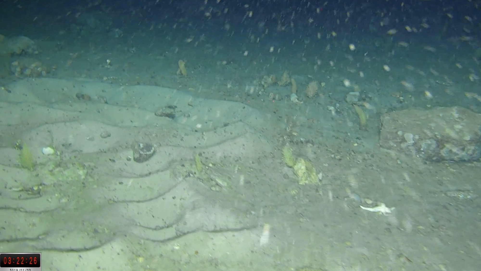 Screenshot of ROV video showing icefish nests on floor of Weddell Sea