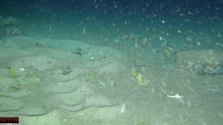 Screenshot of ROV video showing icefish nests on floor of Weddell Sea