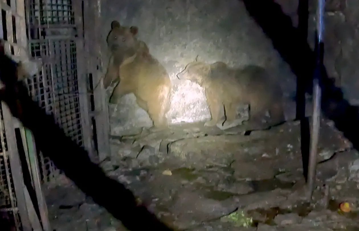 A dark, low-quality photo shows two brown bears inside a small, damp, concrete enclosure, likely during a rescue operation at night. The bear on the left is standing up on its hind legs near a metal grate, and the second bear is crouched next to it. The area is dimly lit by a flashlight or spotlight.