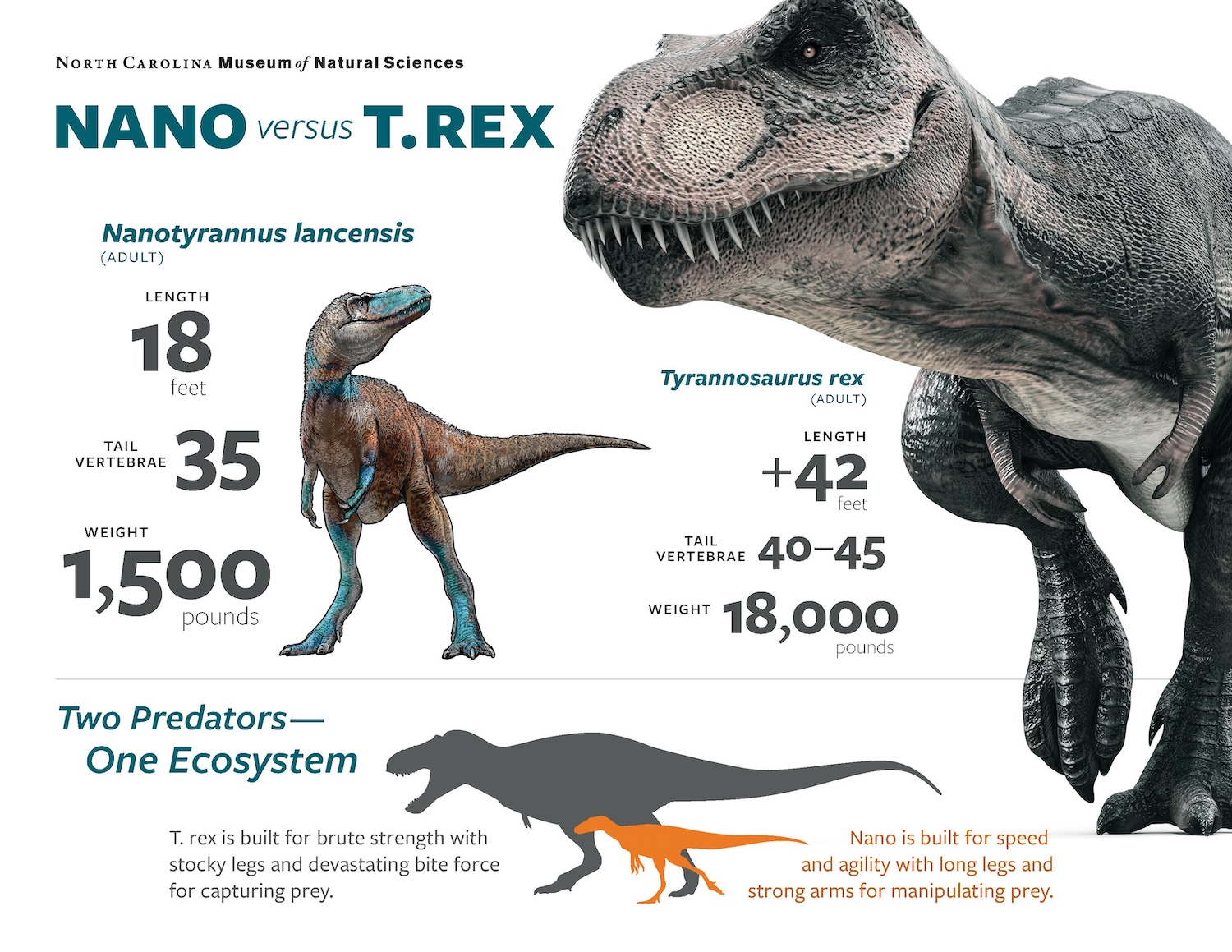 An NCMNS infographic of a T. Rex vs the Nanotyrannus. Credit: North Carolina Museum of Natural Sciences