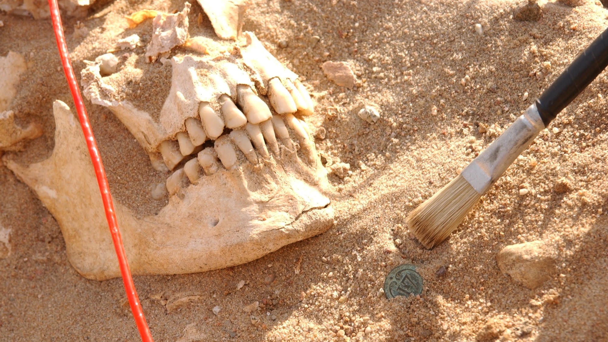 Skull of a soldier from the Napoleon army next to a button from a soldier's uniform.