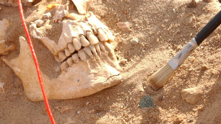 Skull of a soldier from the Napoleon army next to a button from a soldier's uniform.