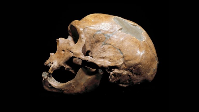 Close up of Neanderthal skull