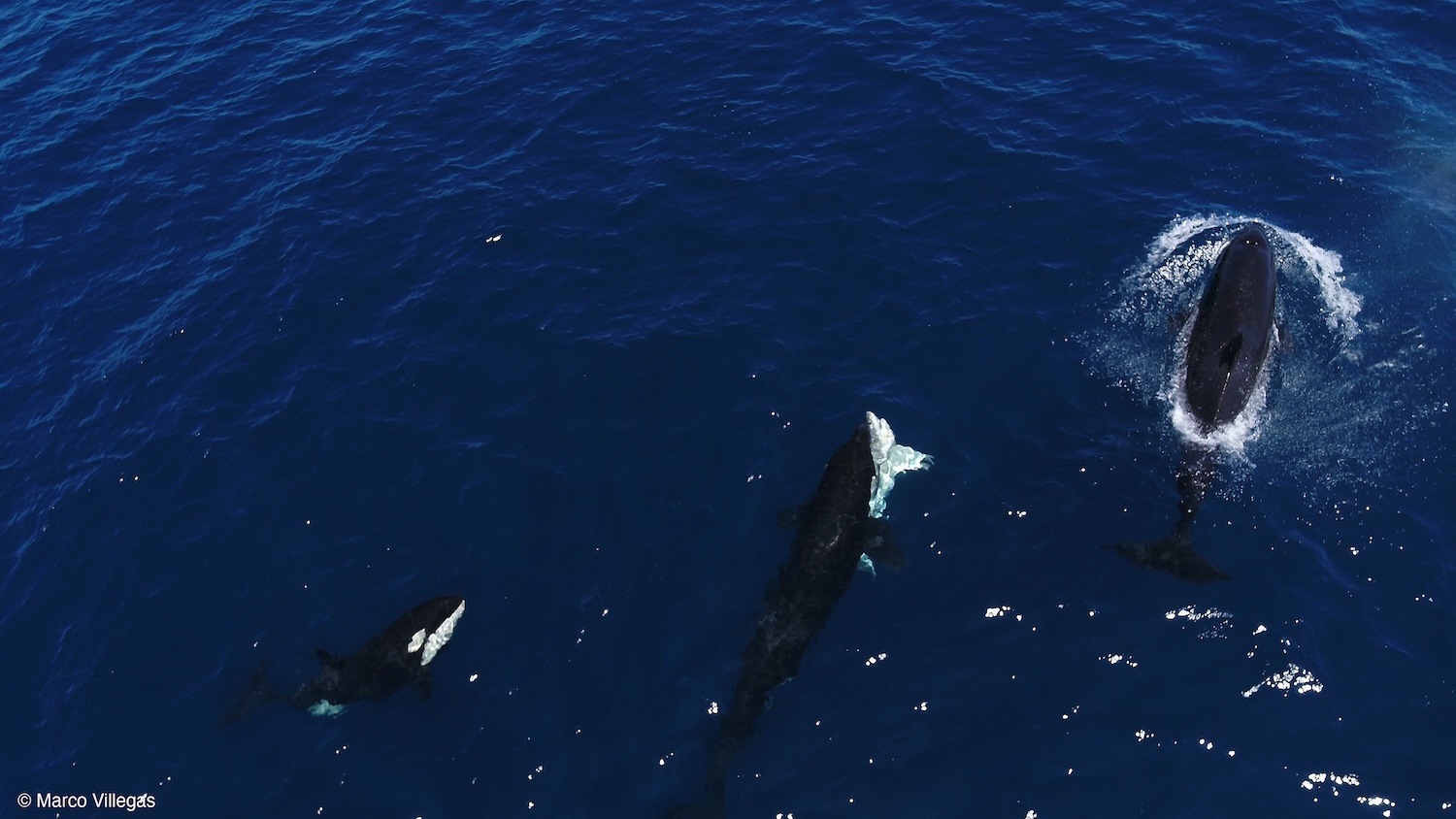 A killer whale conquers a white shark.