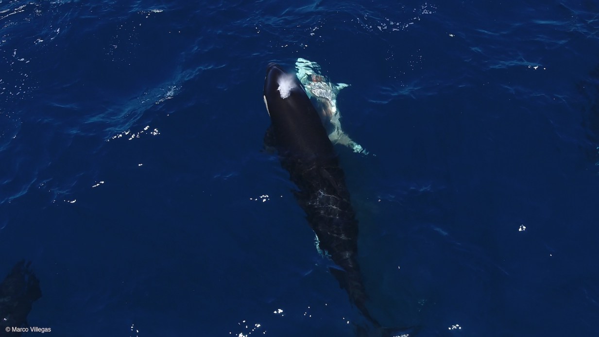 Orcas are hunting young great white sharks for their livers | Popular ...
