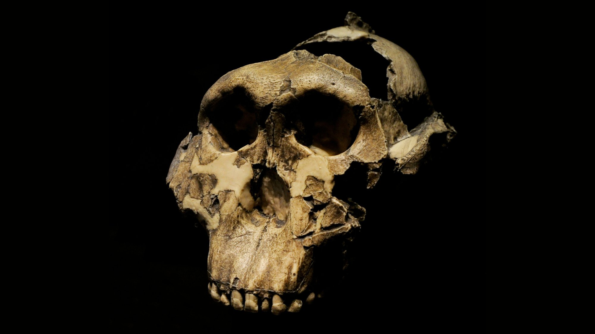 Paranthropus boisei. Reproduction of an adult skull. 1,8 million years ago. Pleistocene. Olduvai Gorge (Tanzania). (Photo by: Universal History Archive/Universal Images Group via Getty Images)