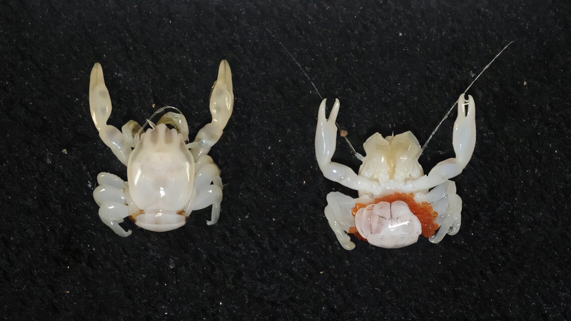 Front and rear view of small porcelain crab