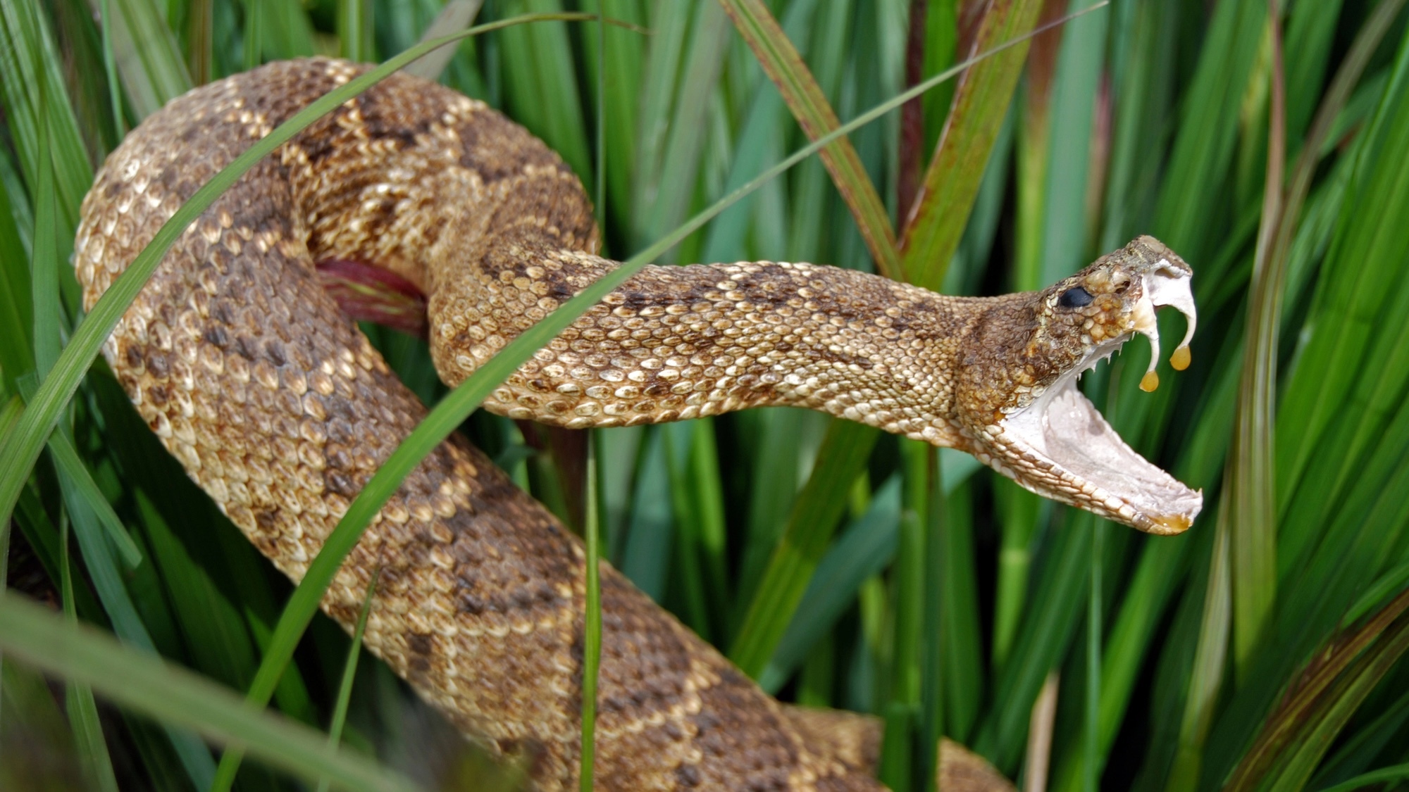 a rattlesnake with an open mouth bearing its fangs