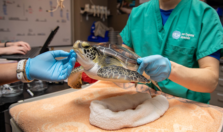 a rescued sea turtle is examined by a team of veteranarians