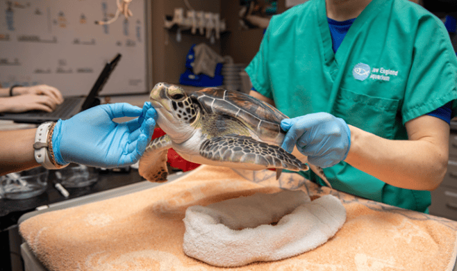 Sea Turtles Rescued Green sea turtle no longer Endangered | Popular Science