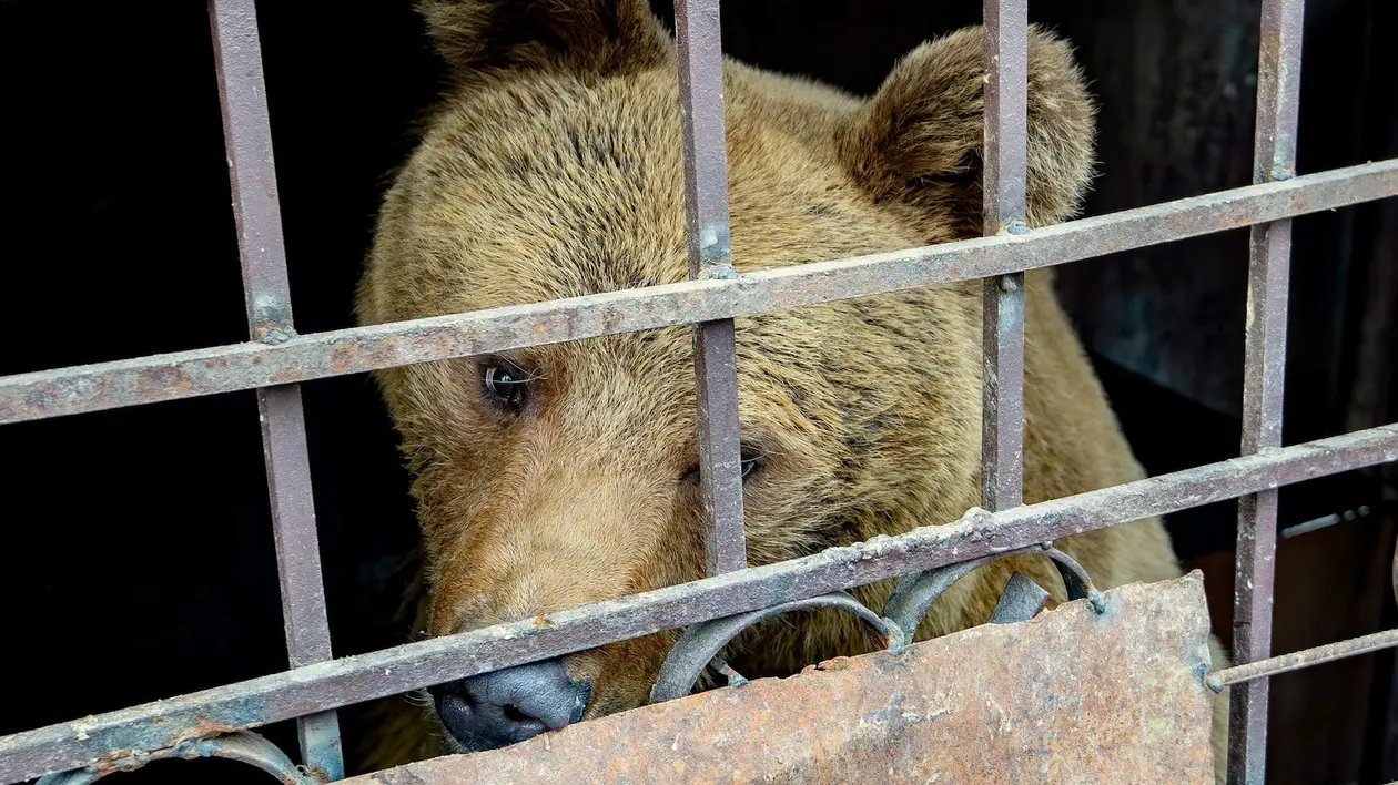 A close-up photograph of a brown bear's head peering through the rusted metal bars of a cage or enclosure. The bear has sad-looking eyes and its nose is visible near the bottom of the frame, with a dark background emphasizing its confinement.
