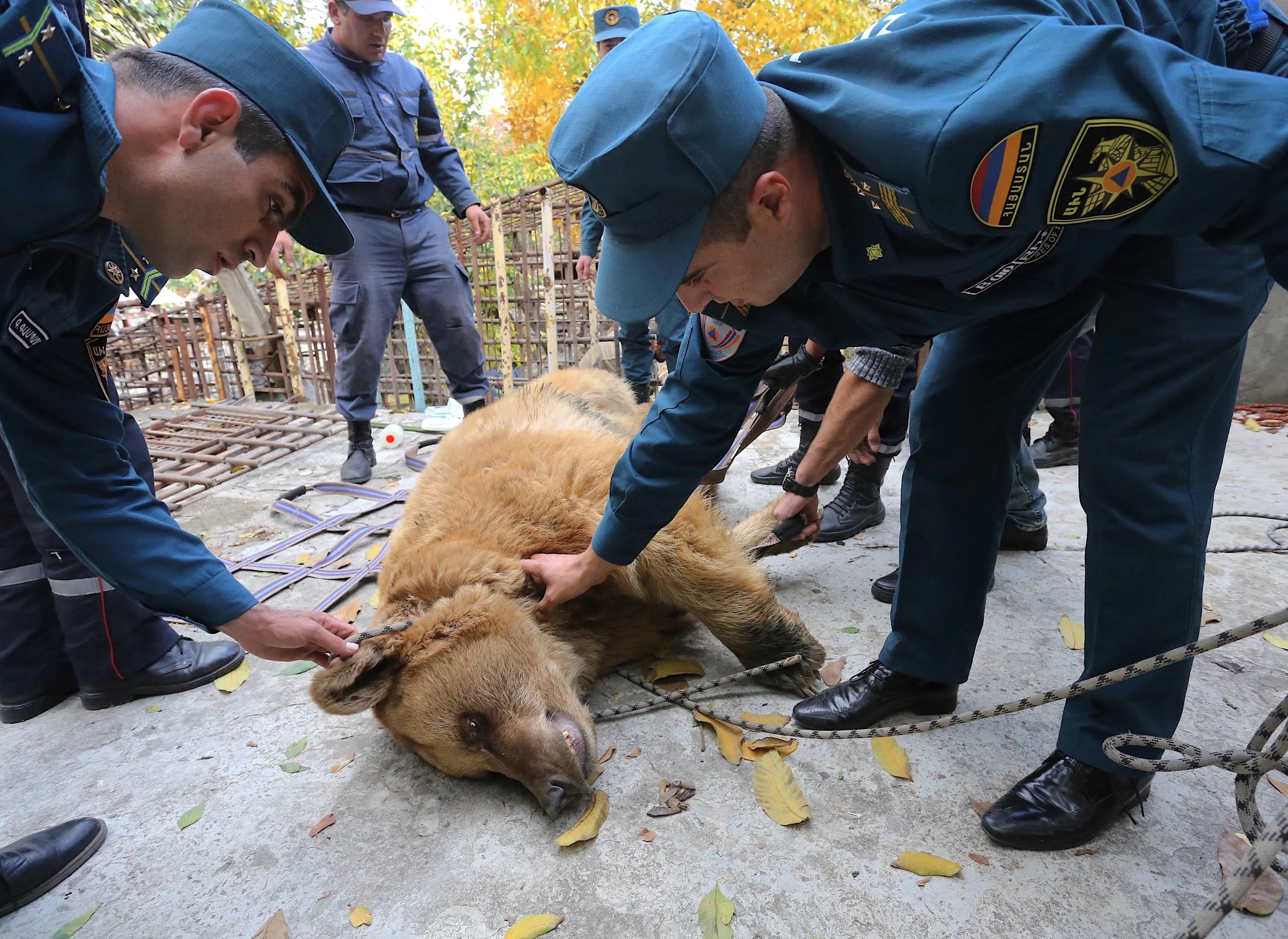 A ground-level photograph shows a large, brown bear lying on the ground, seemingly sedated or unconscious, while several men in dark blue rescue uniforms attend to it. Two of the men are kneeling close to the bear's head and body, and others are standing nearby, preparing to move the animal. The scene is outdoors on a concrete patch with fallen yellow leaves.