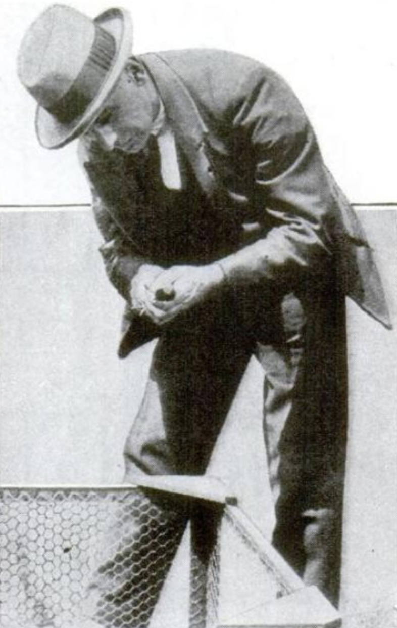 A grainy, black and white archival photo shows a man in a suit and a fedora hat bending over a wire-mesh enclosure, holding a small object in his hands, possibly preparing to inoculate a chick as part of a scientific experiment.